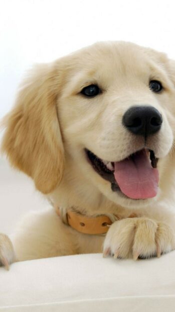 Cute Golden Retriever puppy showing happy face with tongue out