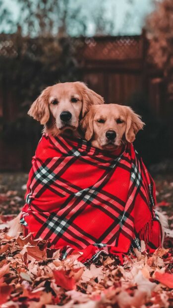 Two golden retrievers wrapped in a red plaid blanket sitting among autumn leaves