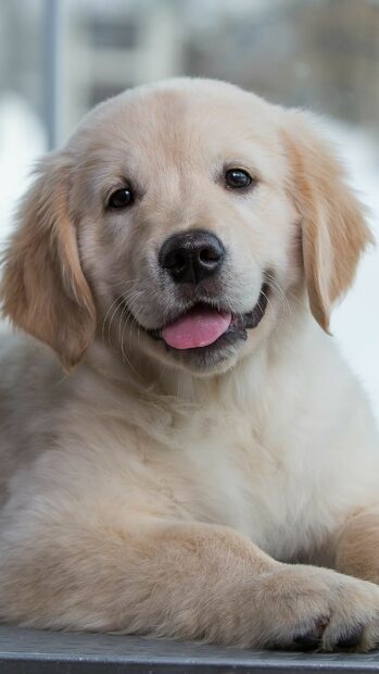 A close up of a happy Golden Retriever puppy resting calmly