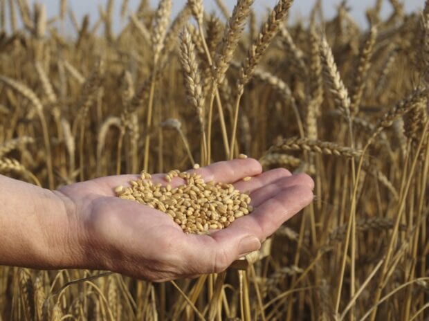 A hand holding grains in a wheat field ready for harvest