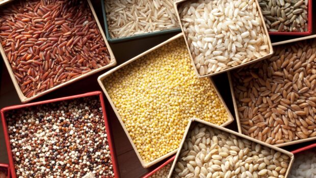 Various grains neatly arranged in containers showcasing different types and colors of grains