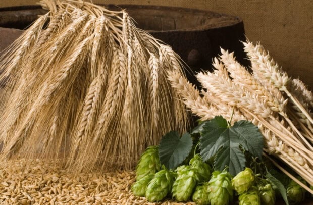 A close up of grains and green hops placed on a rustic surface with a wooden background