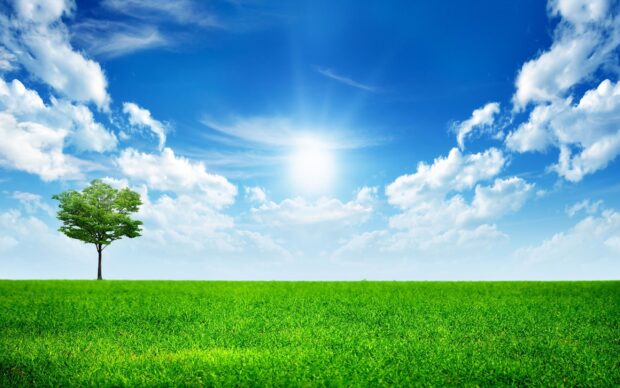 A single green tree standing in a vast grassland under a bright sunny sky with scattered clouds