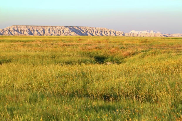 Vast grassland with yellow wildflowers under a clear sky and distant rocky hills in view