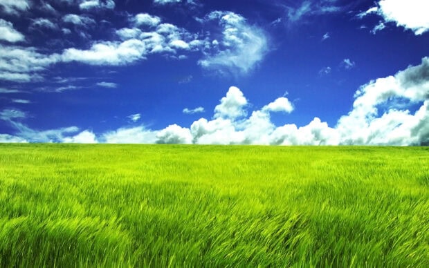Vast green grassland with a clear blue sky and white clouds