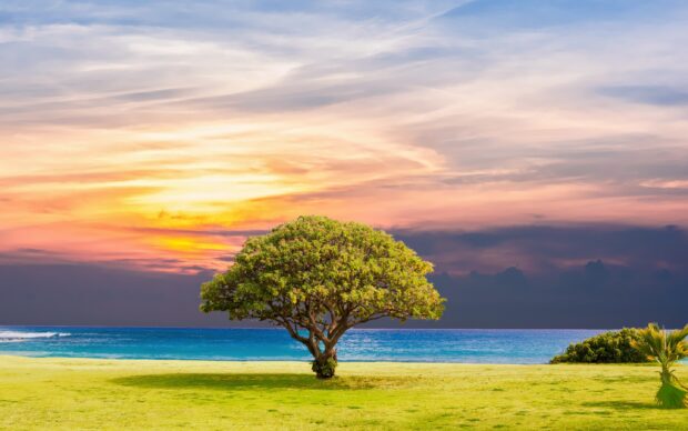 A solitary tree growing on a vast grassland near the ocean under a colorful sunset sky