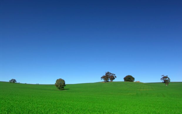 A vast grassland with scattered trees under a clear blue sky