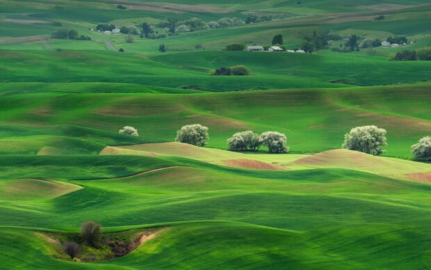Rolling grassland with scattered trees under a cloudy sky in a vast landscape