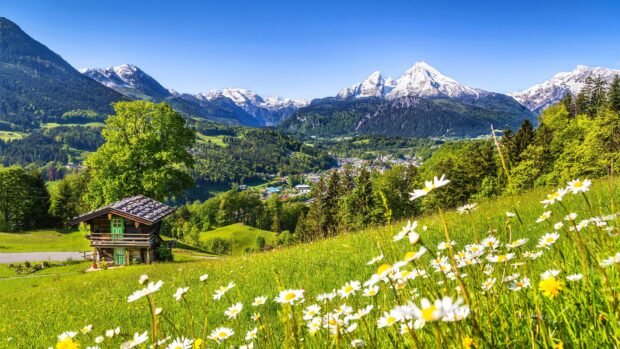 A scenic grassland with wildflowers and a wooden house against a backdrop of snowy mountains and clear blue sky