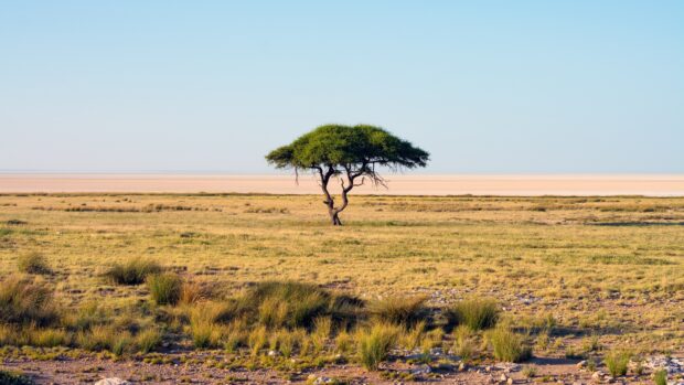 A solitary acacia tree standing in the vast grassland under a clear blue sky