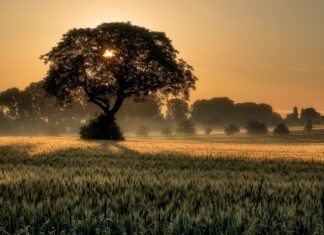 A large tree standing in the middle of a grassland under soft morning sunlight