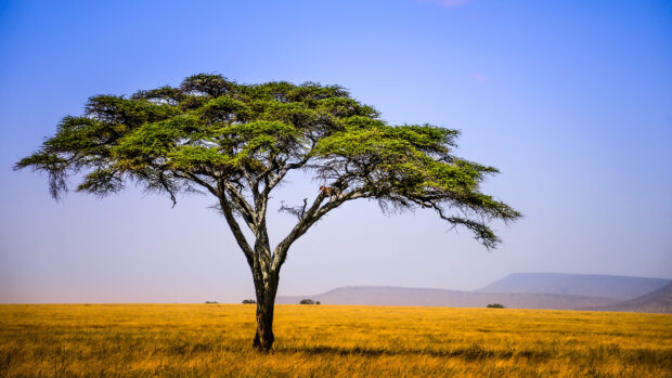 A solitary grassland tree with green leaves standing tall in the golden grassland field