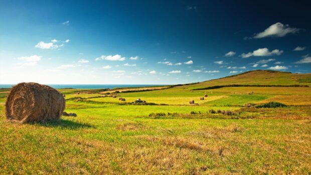 A vast grassland with hay bales scattered under a bright blue sky on a sunny day