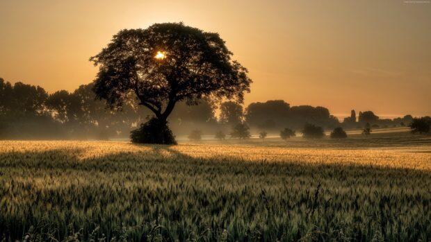 A large tree standing in the middle of a grassland under soft morning sunlight