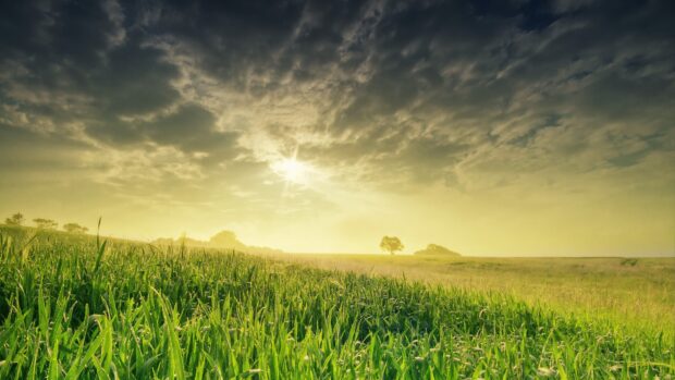 Green grassland with sun shining through cloudy sky at sunrise