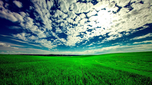 Vast grassland under a cloudy blue sky showing the beauty of grassland