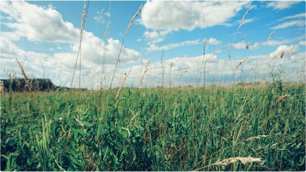 Green grassland with tall grass under a cloudy blue sky in a natural landscape