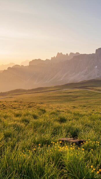 Green grassland with yellow flowers and distant mountain range at sunset