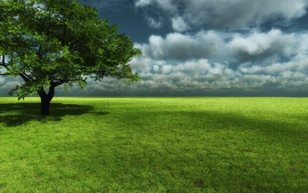 A large grassland with a green tree under a cloudy sky in the field