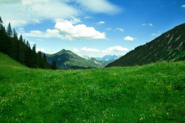 A vast grassland filled with wildflowers surrounded by mountains under a bright blue sky