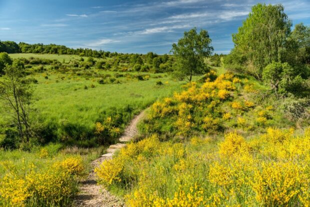 A winding path through green grassland with yellow flowering bushes and scattered trees under a blue sky