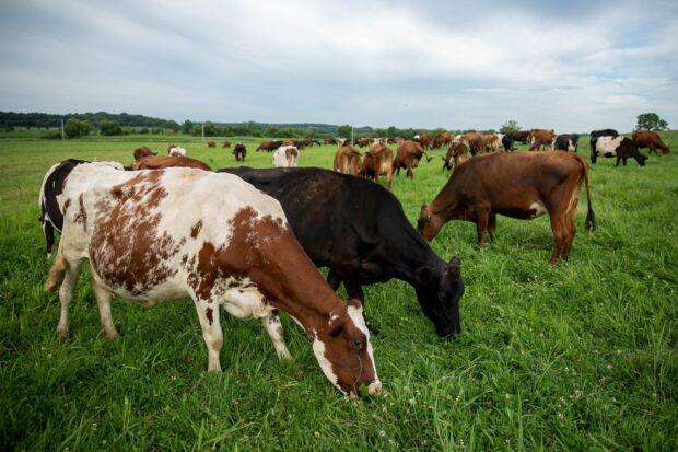 Brown and black cows grazing on green grassland with trees in the distance