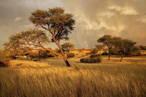 Golden grassland with scattered trees under a cloudy sky and a faint rainbow visible