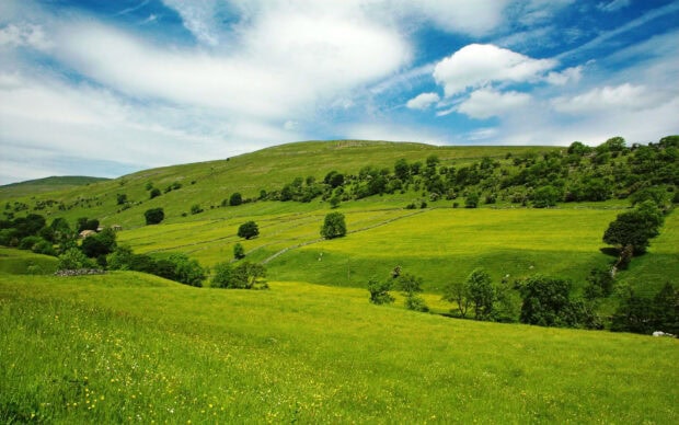 Green grassland with rolling hills and scattered trees under a blue sky with clouds