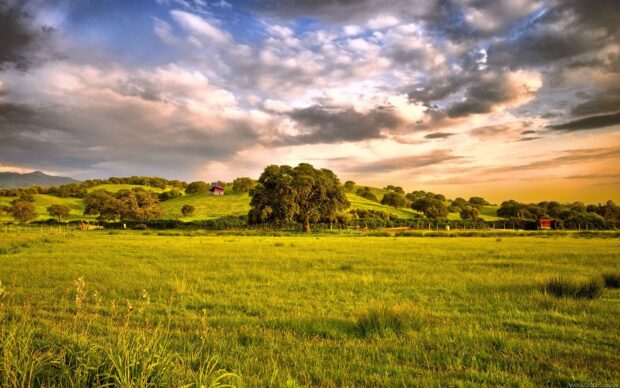 Lush green grassland with scattered trees under a cloudy sky at sunset