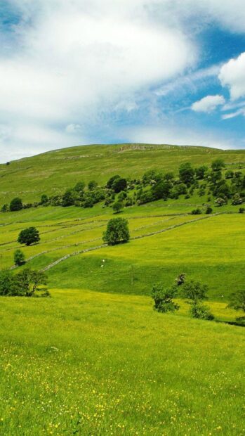 Green grassland with rolling hills and scattered trees under a bright blue sky