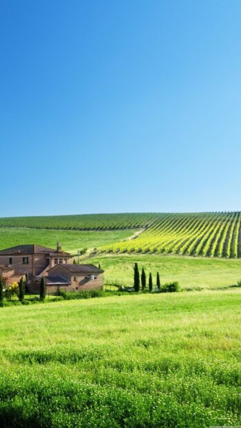 A vibrant grassland with rows of crops and a rural house under a clear blue sky