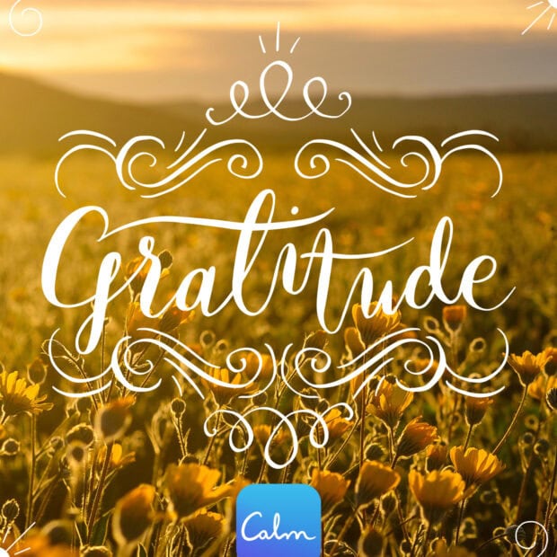 A field of yellow flowers under warm sunlight with the word gratitude written in elegant script