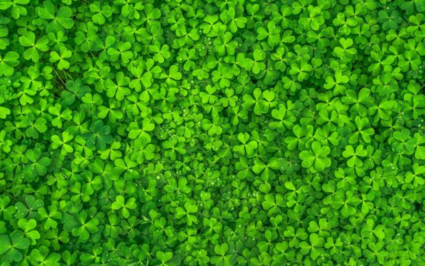 A dense cluster of vibrant green clover leaves with visible water droplets covering the ground