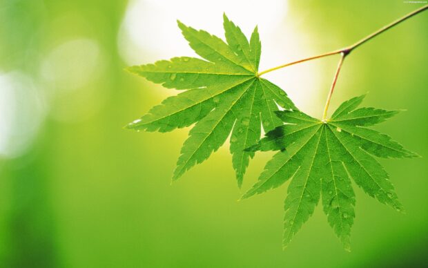 Close up of a green leaf showing detailed veins and texture on a bright background