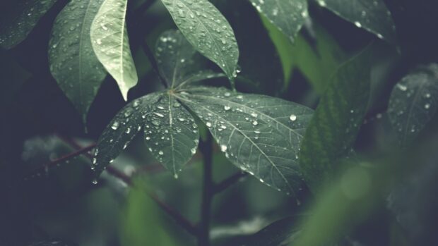Close up of green leaf covered with water droplets in nature
