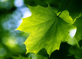 A close up of a green leaf showing detailed veins and bright natural light