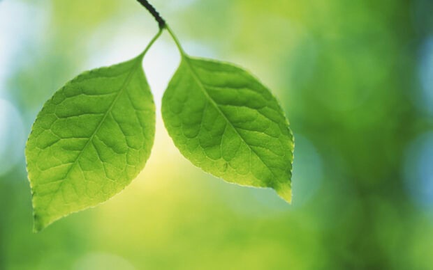 Two green leaves hanging from a branch with detailed veins in natural light