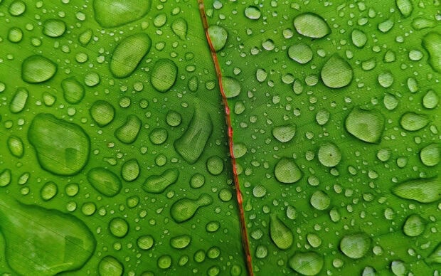 Close up of green leaf surface with water droplets and central vein visible