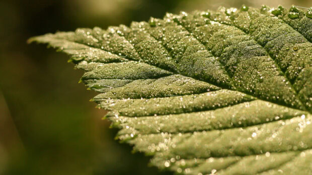 Close up of a green leaf covered with dew drops in natural light