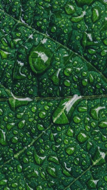 Close up view of wet green leaf covered with water droplets