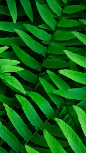 Close up of vibrant green leaf showing detailed texture and veins