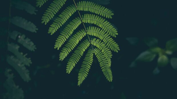 A close up view of green leaf with detailed patterns in natural light