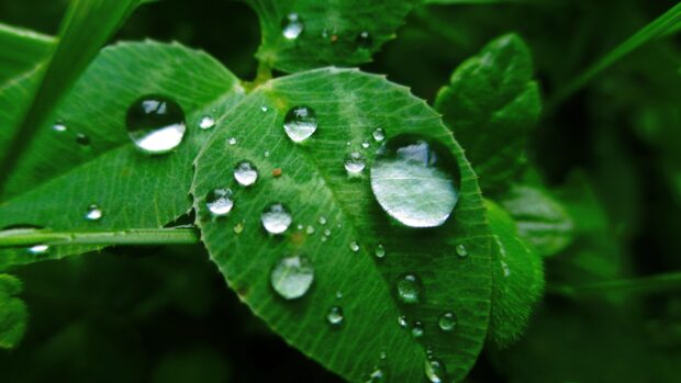 Close up of green leaf with water droplets in high resolution