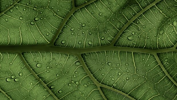 Close up view of green leaf showing detailed vein structure and water droplets