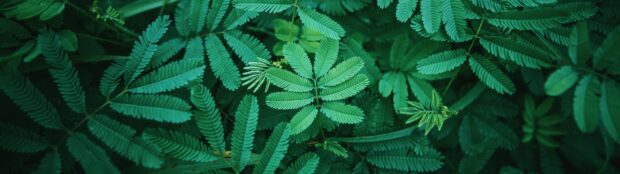Close up view of green leaf with detailed texture and natural pattern