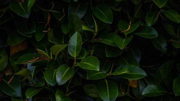 Dark green leaves with visible veins growing closely together on a plant