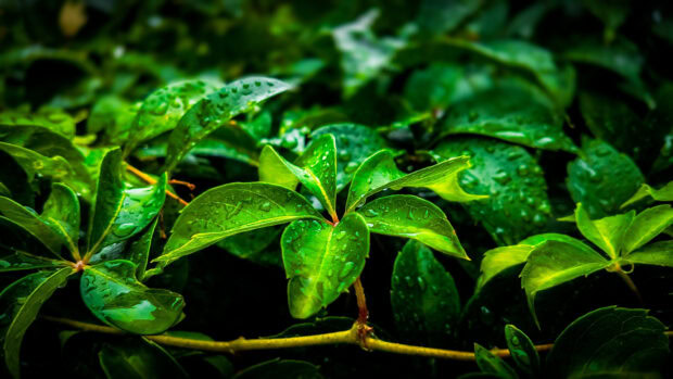 Fresh green leaf with water droplets on garden plant