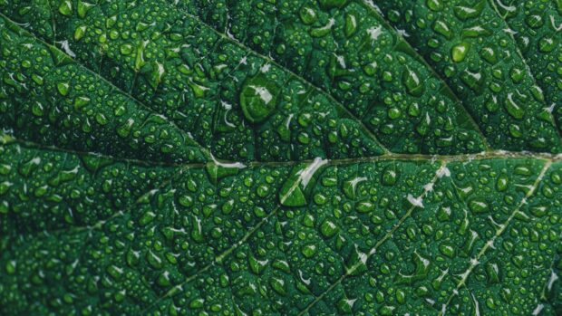 Close up of green leaf covered with water droplets in high resolution