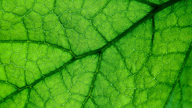 Close up of green leaf veins showing detailed natural pattern