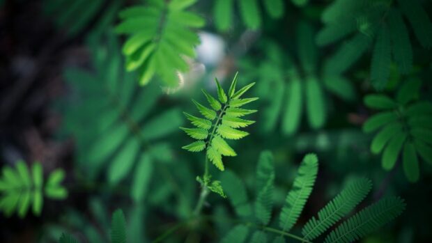 A close up view of green leaf surrounded by other leaves in natural environment